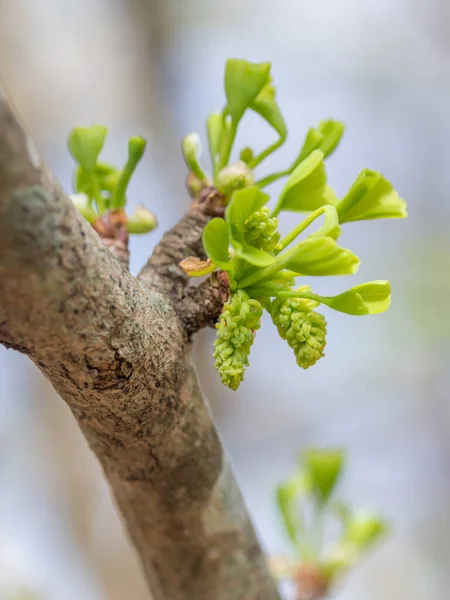 A blooming maidenhair tree in springtime in Texas.