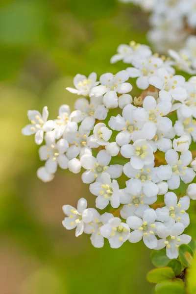 The tiny white flowers of Walter\'s viburnum in a Texas garden.
