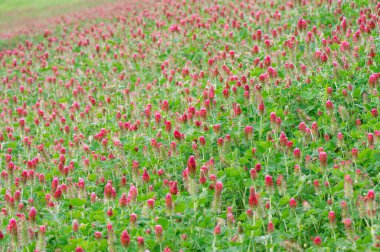 Teksas çayırlarında yetişen Trifolium incarnatum 'un canlı çiçekleri.