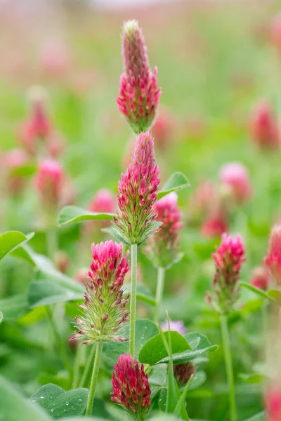 Trifolium Incarnatum Crescendo Campo Primavera — Fotografia de Stock
