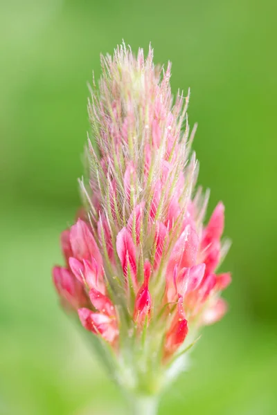 Uma Flor Trifolium Incarnatum Rosa Pálido Sobre Fundo Verde — Fotografia de Stock