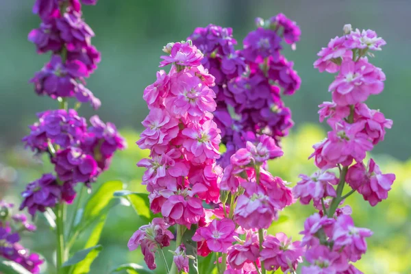 紫とピンクの株が春の花壇を明るくします — ストック写真