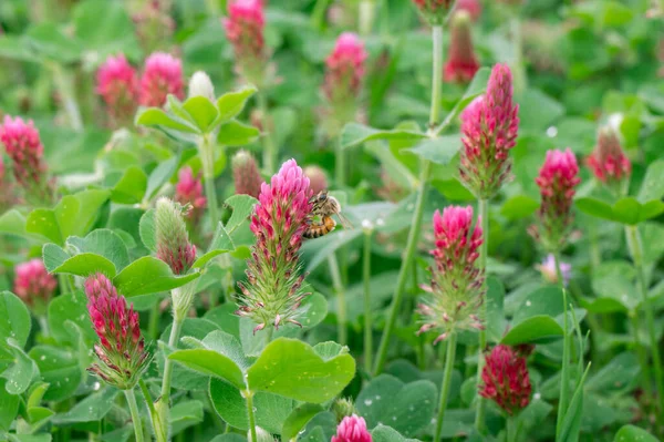 stock image Trifolium incarnatum blooms in springtime and is a source of food for pollinators.