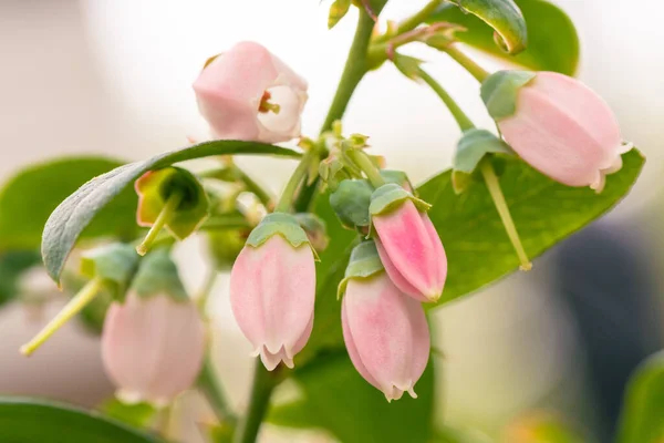 Różowe Kwiaty Jagód Rozwijających Się Jagody — Zdjęcie stockowe
