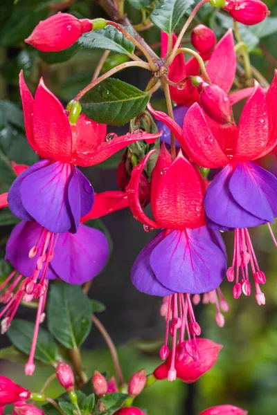 Närbild Röda Och Lila Blommorna Fuchsia Anläggningen — Stockfoto