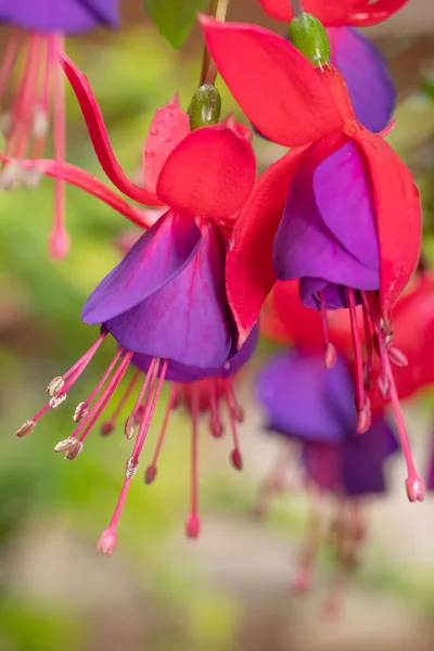 Nahaufnahme Von Zwei Roten Und Violetten Blüten Der Fuchsia Pflanze — Stockfoto