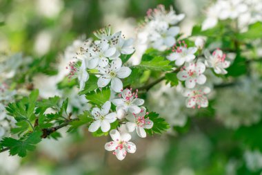 Crataegus Marshallii Teksas 'ta bir bahar sabahı çiçek açıyor.