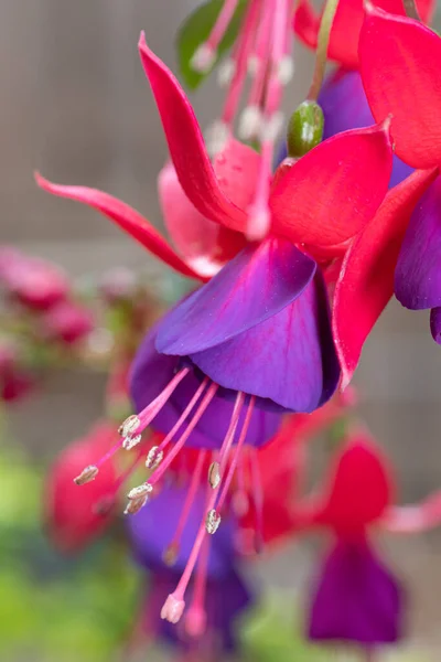 Rote Kelchblätter Und Violette Blütenblätter Sorgen Für Ein Lebendiges Bild — Stockfoto
