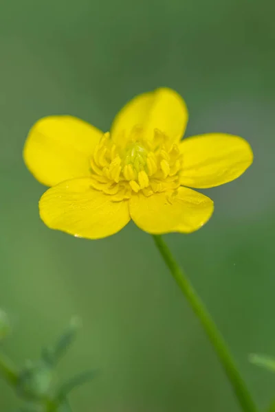 Zbliżenie Jaskry Łąkowej Której Jasnożółte Kwiaty Rozjaśniają Wiosenny Dzień — Zdjęcie stockowe