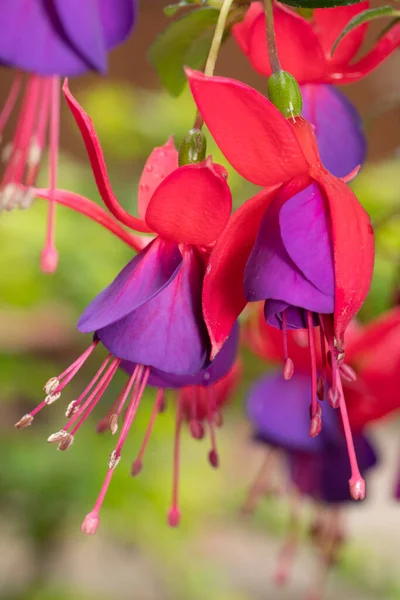 Die Hellen Blüten Der Fuchsia Pflanze Die Einem Frühlingsgarten Wächst — Stockfoto