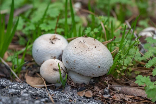Drei Agaricus Pilze Wachsen Neben Einem Asphaltierten Wanderweg Wald — Stockfoto