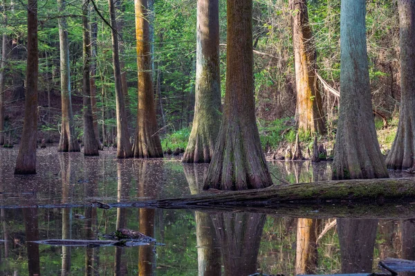 Bald Cypress Trees Taxodium Distichum Leafing Out Springtime Trunks Reflected — Stock Photo, Image