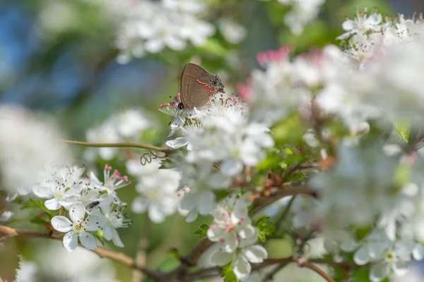 Egy Calycopis Izobeon Pillangó Egy Crataegus Marshallii Virágzáson — Stock Fotó
