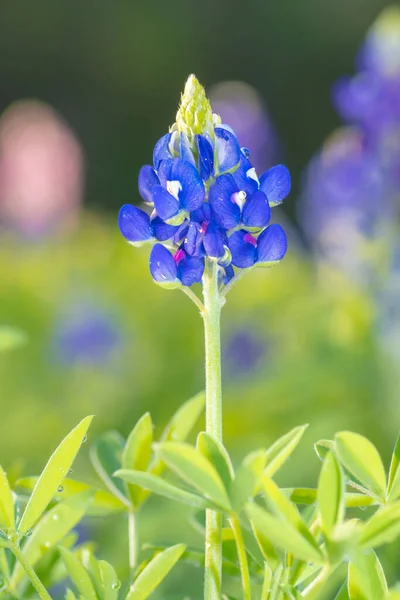 A single Texas bluebonnet in a springtime garden with a colorful but muted background.
