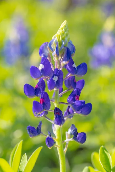 テキサスの庭で春の日にブルーボンの花 — ストック写真