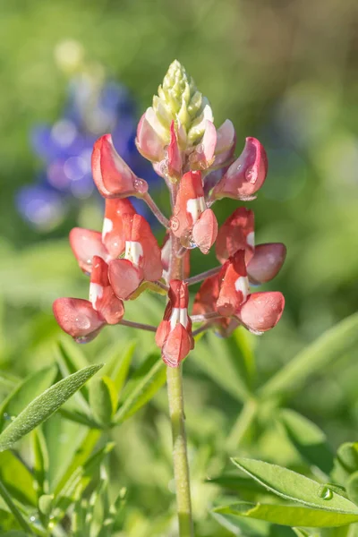 Czerwony Lupinus Texensis Kwiat Słonecznym Wiosennym Dniu — Zdjęcie stockowe