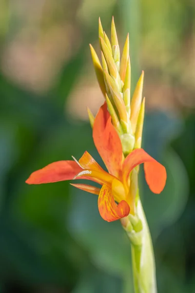 Eine Orangefarbene Canna Indica Blume Vor Einem Defokussierten Grünen Hintergrund — Stockfoto