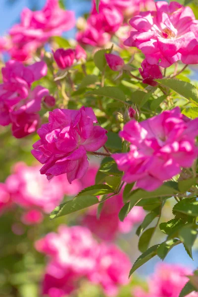 Eine Lebendige Rosa Rosensträucher Wächst Ein Spalier Garten — Stockfoto