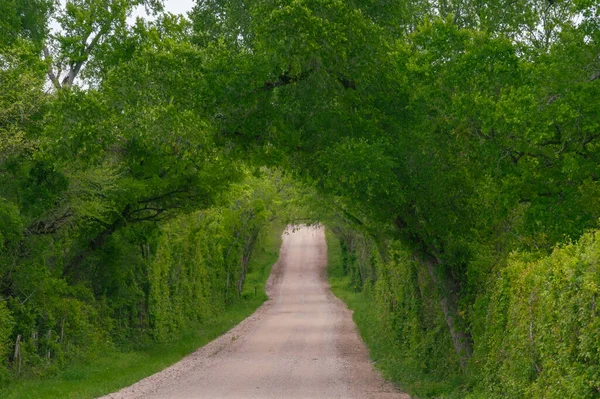 Beautiful Tunnel Green Formed Lush Hedges Trees Springtime — Stock Photo, Image