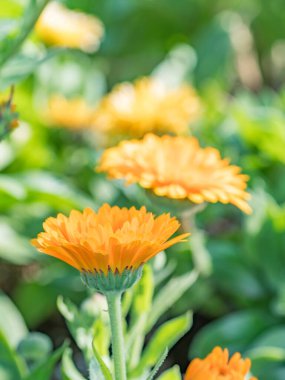 İlkbaharda Teksas bahçesinde çiçek açan Calendula.