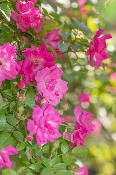 Rosa Rosen Einem Sonnigen Tag Einem Texanischen Garten — Stockfoto