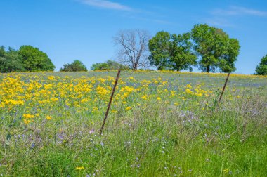 Texas Groundsel ve Bluebonnet 'lerle dolu kır çiçeği çayırı manzarası.