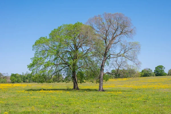 得克萨斯州田野里的两棵树从冬眠中出来 — 图库照片