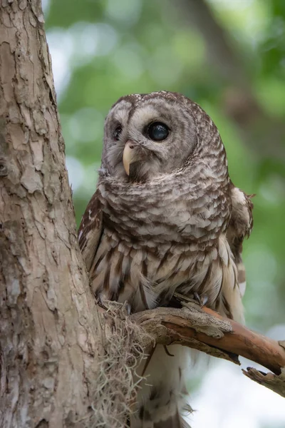 Beautiful Barred Owl Forest Spring — Stock Photo, Image