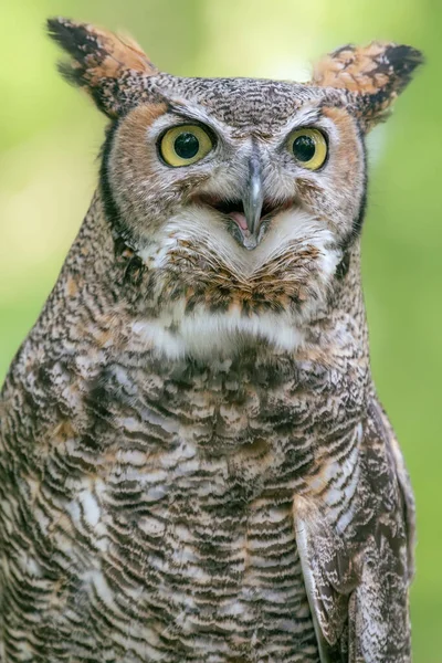 Extreme Close Seup Great Horned Owl Its Beak Open — стоковое фото