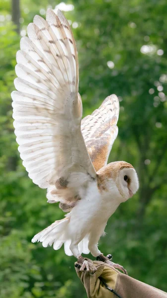 Vertical Image Barn Owl Wings Extended — Stock Photo, Image