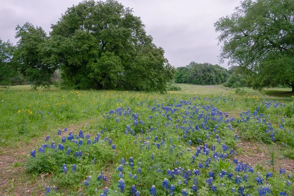 Krajina Východního Texasu Zatažený Den Jaře — Stock fotografie
