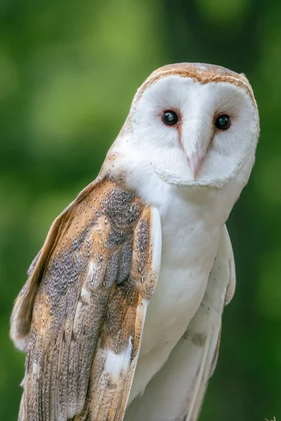 Closeup Barn Owl Face Details Wing Feathers — Stock Photo, Image