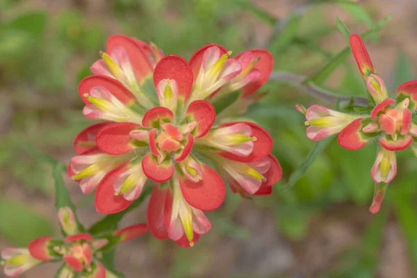 Zbliżenie Indyjskiego Kwiatu Pędzla Wiosną Teksasie — Zdjęcie stockowe