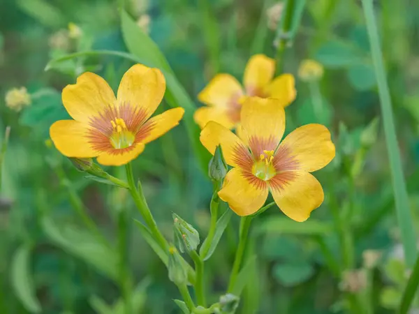 得克萨斯州春天的草地上 生长着一丛花 — 图库照片