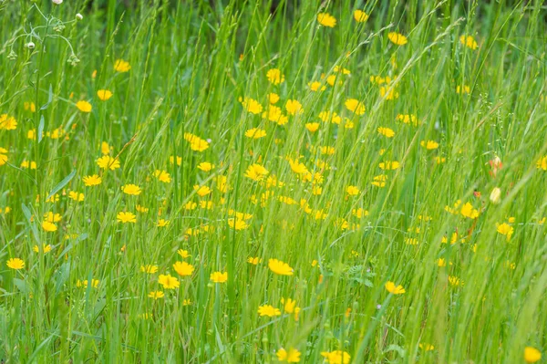 Żółte Wiosna Dzikie Kwiaty Łące Wysokiej Trawy — Zdjęcie stockowe