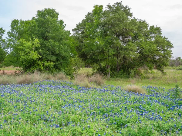 Beautiful Field Bluebonnets Lupinus Texensis Springtime Texas — Stock Photo, Image