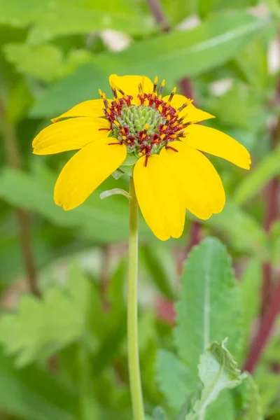 Die Schöne Blume Der Berlandiera Lyrata Wächst Einem Texanischen Garten — Stockfoto