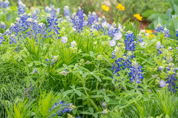 Texas bluebonnet, lupinus texensis, and Baby blue eyes, Nemophila menziesii, blooming in colorful profusion.