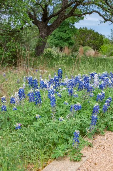 A springtime landscape in Texas as bluebonnets, Lupinus texensis, bloom along the path.