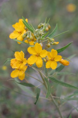 Senna Roemeriana 'nın canlı sarı çiçekleri, ya da İki Yaprak Senna, tozlaştırıcıları çeker..