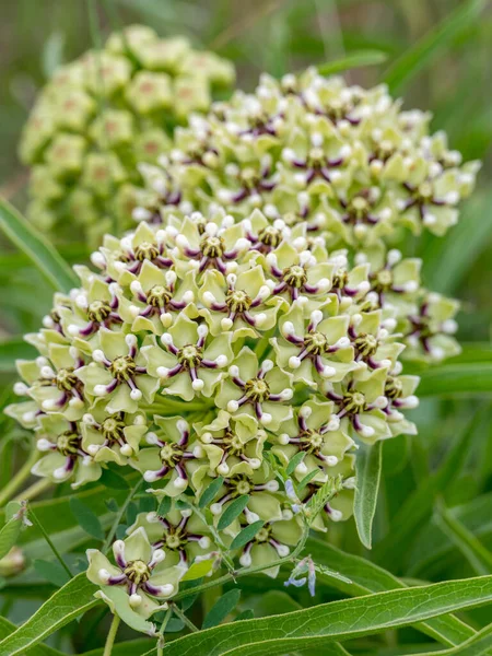The green flowers with purple and white details belonging to Asclepias viridis, the Green milkweed.