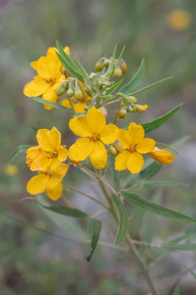 菊花或双叶菊花生机勃勃的黄色花朵吸引了传粉者 — 图库照片