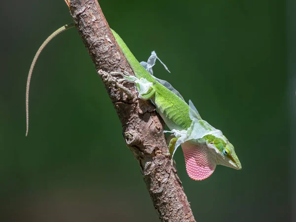 Green Anole Anolis Carolinensis Displaying Its Pink Dewlap Works Remove — Stock Photo, Image