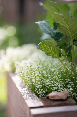 Lobularia maritima, or sweet alyssum, growing in a raised bed in the springtime garden. clipart