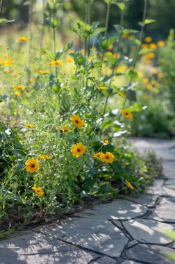 Coreopsis 'in parlak sarı çiçekleri, sıklıkla gıdıktohumu olarak adlandırılır, Teksas' ta bir bahçede yetişir..