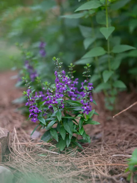 Angelonia Augustifolia Καλοκαιρινό Snapdragon Που Φυτρώνει Κήπο Άνοιξη — Φωτογραφία Αρχείου