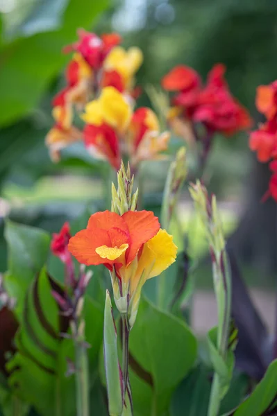 Kolorowe Czerwone Żółte Pomarańczowe Kwiaty Lilii Canna Rosnące Teksańskim Ogrodzie — Zdjęcie stockowe