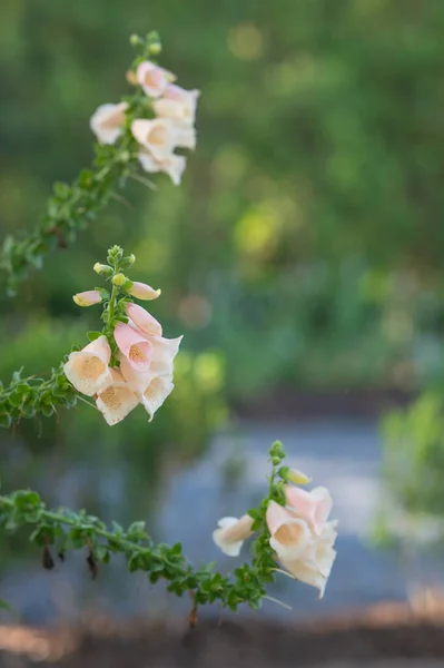 Die Rosafarbenen Glockenförmigen Blüten Von Digitalis Allgemein Als Fingerhut Bezeichnet — Stockfoto