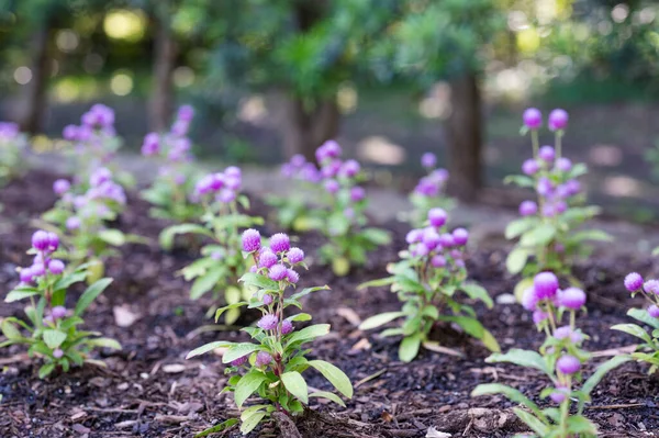 ゴムフレナ グロボサの紫色の花 またはテキサスの春の庭で成長する世界のアマランス — ストック写真