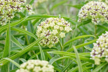 Teksas 'ta yeşil antilobun, Asclepias viridis' in bol bol yetiştiği bir çayırdan yakın plan..